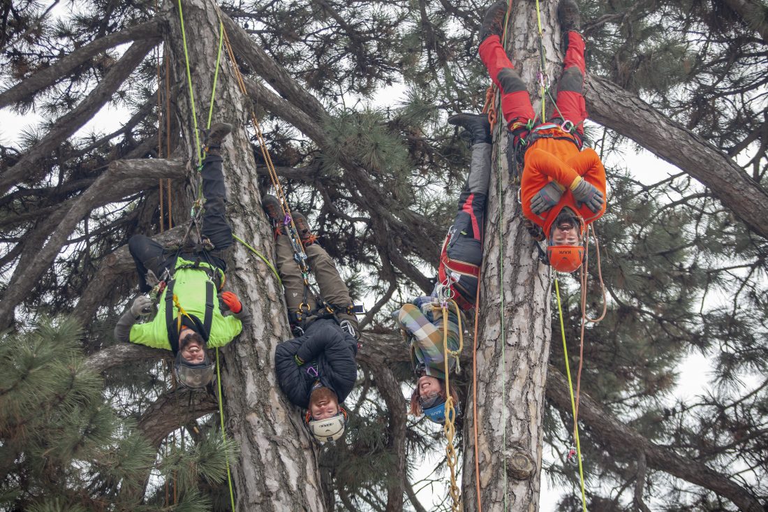 Even on their days off, climbing arborists hang out in area trees